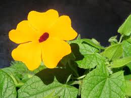 Image result for Thunbergia stelligera