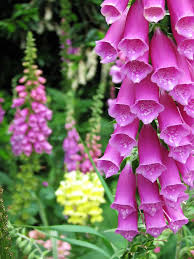 Thanks to a study carried out in the uk, maybe we can get them back. Talking With Bees Bee Friendly Plants Plants Uk Beautiful Flowers