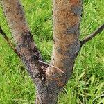 Image result for Dialium englerianum