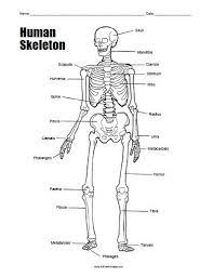 If she enjoys this, see the rest of the worksheets in this fun series. Human Skeleton Worksheet Free Printable Human Skeleton Human Skeleton Anatomy Human Body Worksheets