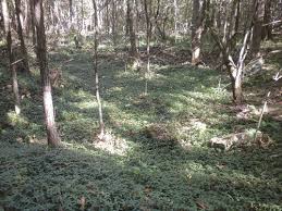 Recessed lighting trims 13 inches to cms chart for genealogy. From The Collection The Transformation Of Montmorenci Winterthur Portfolio Vol 51 No 4