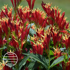 Image result for Spigelia