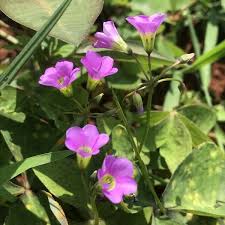 Image result for Oxalis latifolia
