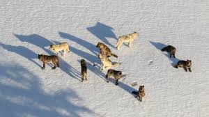Find an animal shelter or rescue group. Lego Impeachment Emotional Support Coyote News From Around Our 50 States