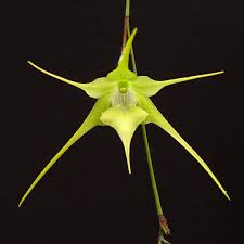 Image result for Aeranthes africana