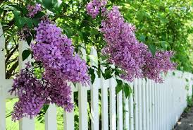 Order and enjoy the best new jersey fruit trees, elm shade tree and flowering kwanzan cherry trees. The Best Flowering Shrubs For Your Springtime Garden Trees Unlimited