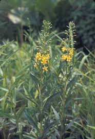 Image result for Lysimachia angustiloba