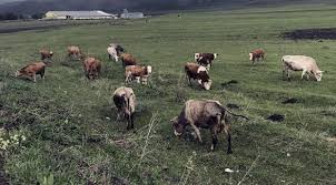 Ardahan Hayvan Pazari Sap Karantinasina Alindi