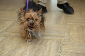 We may have a pet adoption event this weekeng! Vietnam Veteran In Hospice Care Reunited With His Dog For One Last Reunion Pet Rescue Report