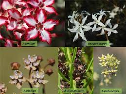 Image result for Ancylobothrys