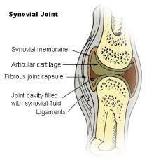 Synovial Joints Structure Function Types Study Com