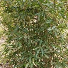 Het assortiment verspreidde zich ooit van texas naar maryland. 97 B9 Bamboo Sedge And Gramineae Ideas Gramineae Plants Ornamental Grasses