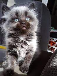 And This Insanely Adorable Little Werewolf Kitten Kitten Pictures Kittens Cutest Beautiful Cats