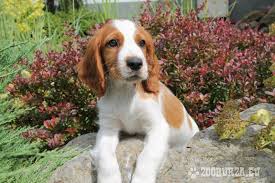 Image result for velššpringršpaněl