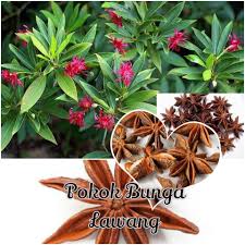 Warna berbeda dari satu jenis bunga saja maknanya berbeda juga. Gambar Pokok Bunga Lawang Gambar Ngetrend Dan Viral