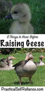 In order to raise healthy geese for many years, provide a suitable structure for them to go into at night. Raising Geese 8 Things To Know Before Getting Started Raising Geese Geese Breeds Animals