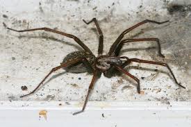 Image result for große winkelspinne biss haut reaktion