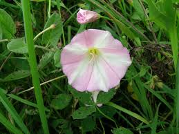 Image result for Convolvulus arvensis