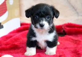 Sometimes referred to as a designer breed, this hybrid aussie doodle. Corgipoo Puppies For Sale Puppy Adoption Keystone Puppies