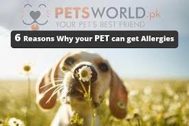 Maybe you would like to learn more about one of these? Saleem Veterinary Clinic And Pet Shop Lahore Petsworld Pk Pet Clinic