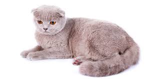 Want to buy or adopt a scottish fold munchkin kitten or cat? Scottish Fold Disease Osteochondrodysplasia International Cat Care