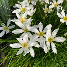 Image result for Zephyranthes candida
