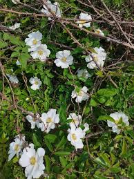 Image result for Rosa laevigata