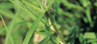 How long to water lawn perth. Lawn Care Agriculture And Food