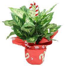 Amaryllis is a popular flowering plant for festive christmas decor. Best Christmas Houseplant Gifts Get Green Be Well