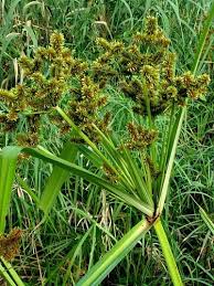 Image result for Cyperus dives