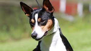 Rat Terrier Price Temperament Life Span
