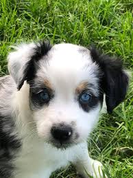 Find miniature australian shepherds for sale in minneapolis on oodle classifieds. Happytails Mini Aussies Home Facebook