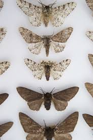 Peppered Moths At Manchester Museum Including Both The Typical Mottled Variety And The Black Mutant That First Appeared In Manches Peppered Moth Image Image C