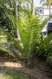 Image result for Encephalartos umbeluziensis