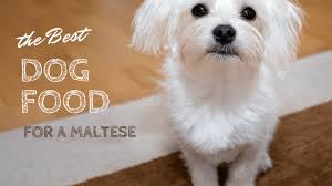 Best Maltese Dog Food To Buy In 2019 Adult Puppy