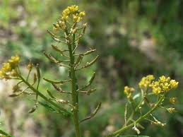 Image result for Rorippa