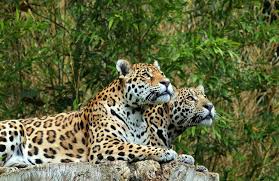 Jaguars On Observation Post By Grit Ende Via 500px Worlds Cutest Animals Jaguars Animals Wild