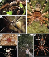 His favorite singers are chris brown and a$ap rocky. Record Breaking Achievements By Spiders And The Scientists Who Study Them Abstract Europe Pmc