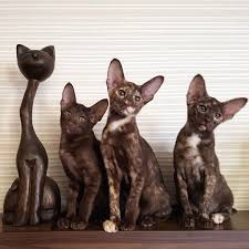 Animalssale found 62 british shorthair kittens for sale in usa, which meet your criteria. Oriental Shorthair Cat Oriental Shorthair Cats Oriental Shorthair Pedigree Cats