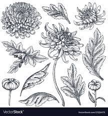 Set Of Hand Drawn Chrysanthemum Flowers Royalty Free Vector Ad Drawn Chrysanthem Chrysanthemum Tattoo Chrysanthemum Drawing Chrysanthemum Flower Drawing