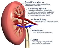Renal Parenchyma And Other Elements Of Kidney Function Anatomy Renal Disease Symptoms Kidney Symptoms