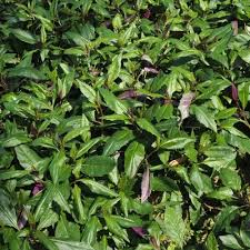 Image result for Gynura scandens