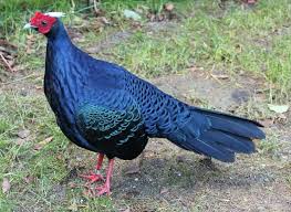 Pin Van Mesut Karacan Op Galliformes Fazant