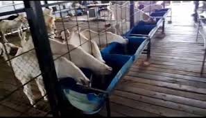 Kalmeshwar road, mohpa susunsdri, nagpur katol road, kalmeswar mohpa susundri, kalmeshwar. Sojat Goat Breed Information Guide Goat Farming