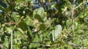 Image result for Apodytes dimidiata