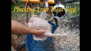 You could also use anything else thin and flexible. How To De Feather A Chicken The Easy Way Youtube