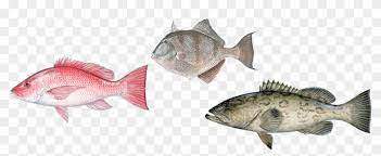 Its resolution is 982x527 and it is transparent background and png format. Groupoffish Group Of Fish Png Transparent Png 950x342 281613 Pngfind