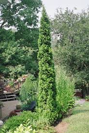 Degroots Spire Cedar Arborvitae Landscaping Arborvitae Conifers Garden