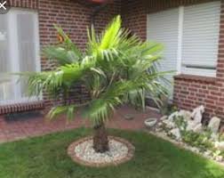 5 winterharte palmenarten für den heimischen garten, die auch draußen überwintern können & tipps, wie man die palmen für den winter vorbereitet. Palmen Umrandung Winterharte Palmen Palmenforum De