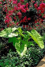 As spectacular as they are in summer, in fall they lose their leaves and gardeners are left with bare branches, stems, and twigs begging to be whipped into shape. Crape Myrtles Answers To All Your Questions About Care Pests Pruning Home Garden Nola Com